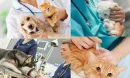 Veterinerlik: Hayvan Sağlığının Koruyucusu
