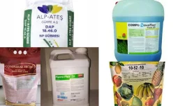 Where to Buy Corn Seed?