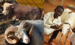 Kurban Bağışları ile Ulaşan İyilik Hikâyeleri