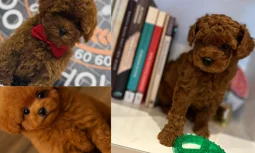 Poodle Köpek Özellikleri ve Karakter Yapısı