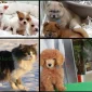 House-Training and Socialization Training for Puppies