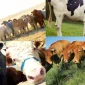 What Should Be Considered When Choosing a Cow Caretaker?