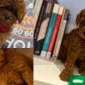 Poodle Köpek Özellikleri ve Karakter Yapısı