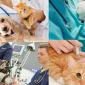 Veterinary Medicine: The Protector of Animal Health